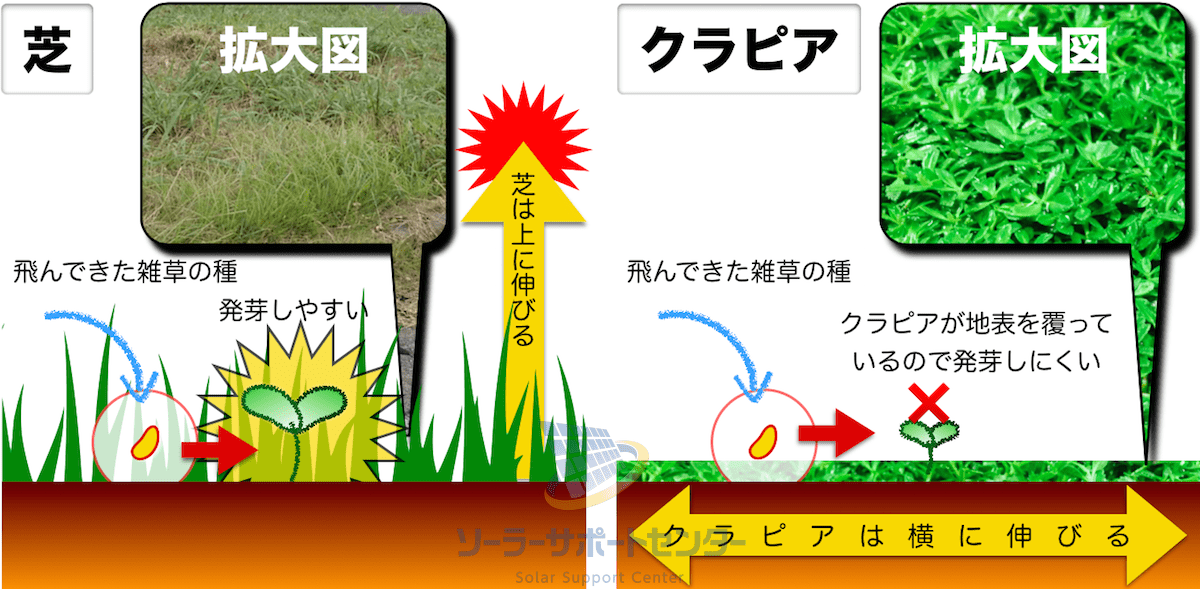クラピアが雑草を抑制する仕組みの図解