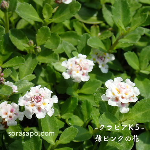 クラピアK5の花の写真