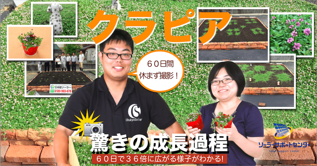 クラピア驚きの成長過程 60日間36倍に広がる過程を写真で見る!