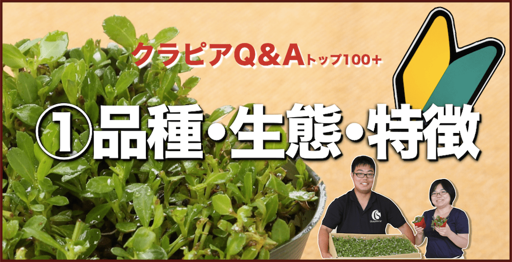 クラピアQ&A 品種・生態・特徴