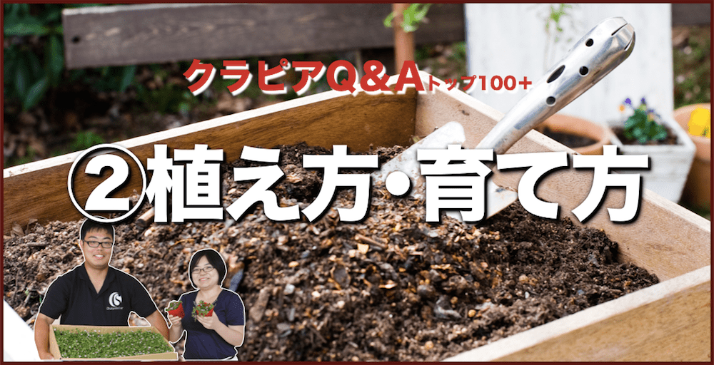 クラピアQ&A 植え方・育て方