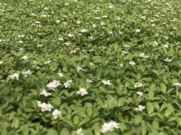 雑草対策 消石灰