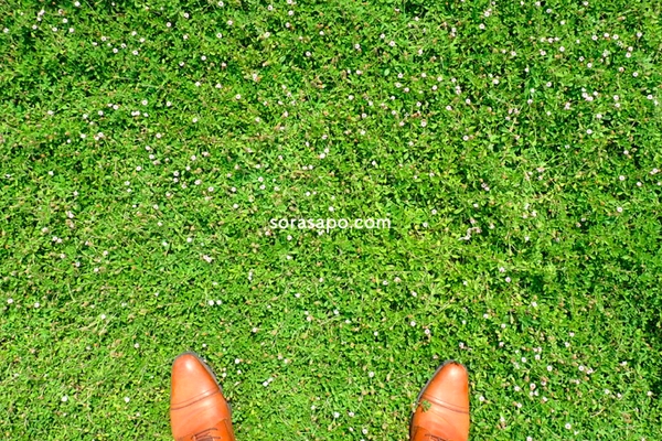 クラピアとは お庭の雑草対策で大注目 芝生より綺麗なグランドカバー
