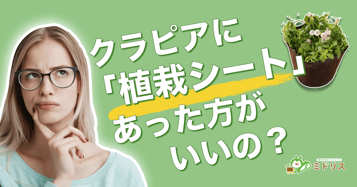 クラピアの植栽シートの効果と必要性がわかる!100日間の成長記録