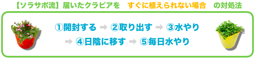 クラピアの到着後にすること