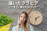 届いたクラピアをすぐに植えられない場合の管理方法